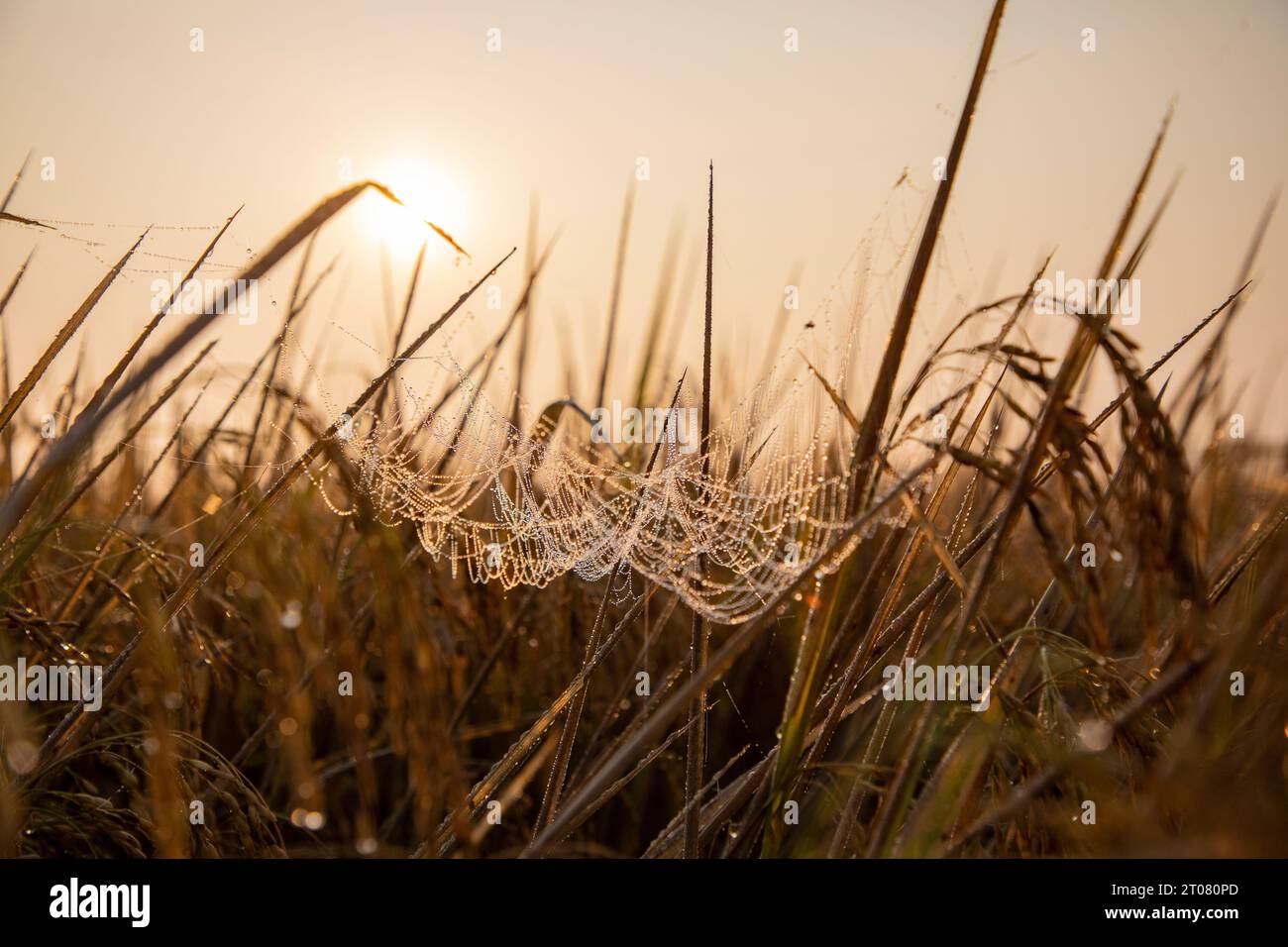 Gocciolate sulle reti di ragno in una risaia la mattina d'inverno. Jashore, Bangladesh. Foto Stock