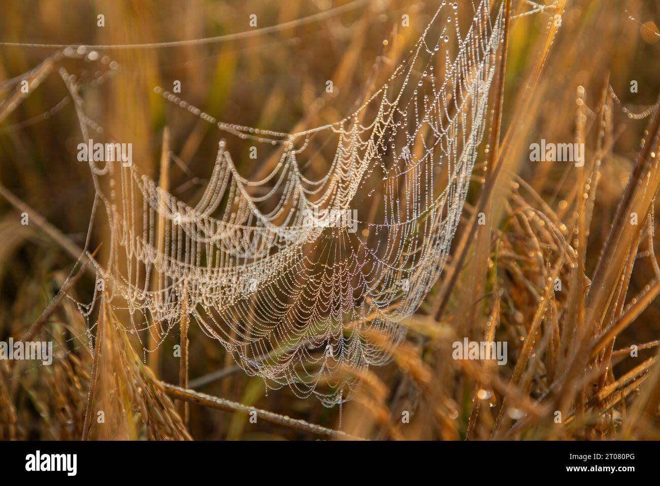 Gocciolate sulle reti di ragno in una risaia la mattina d'inverno. Jashore, Bangladesh. Foto Stock