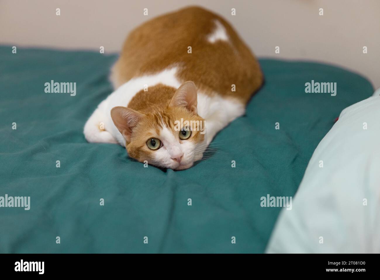 gatto di zenzero a casa a fare un pisolino nel pomeriggio Foto Stock