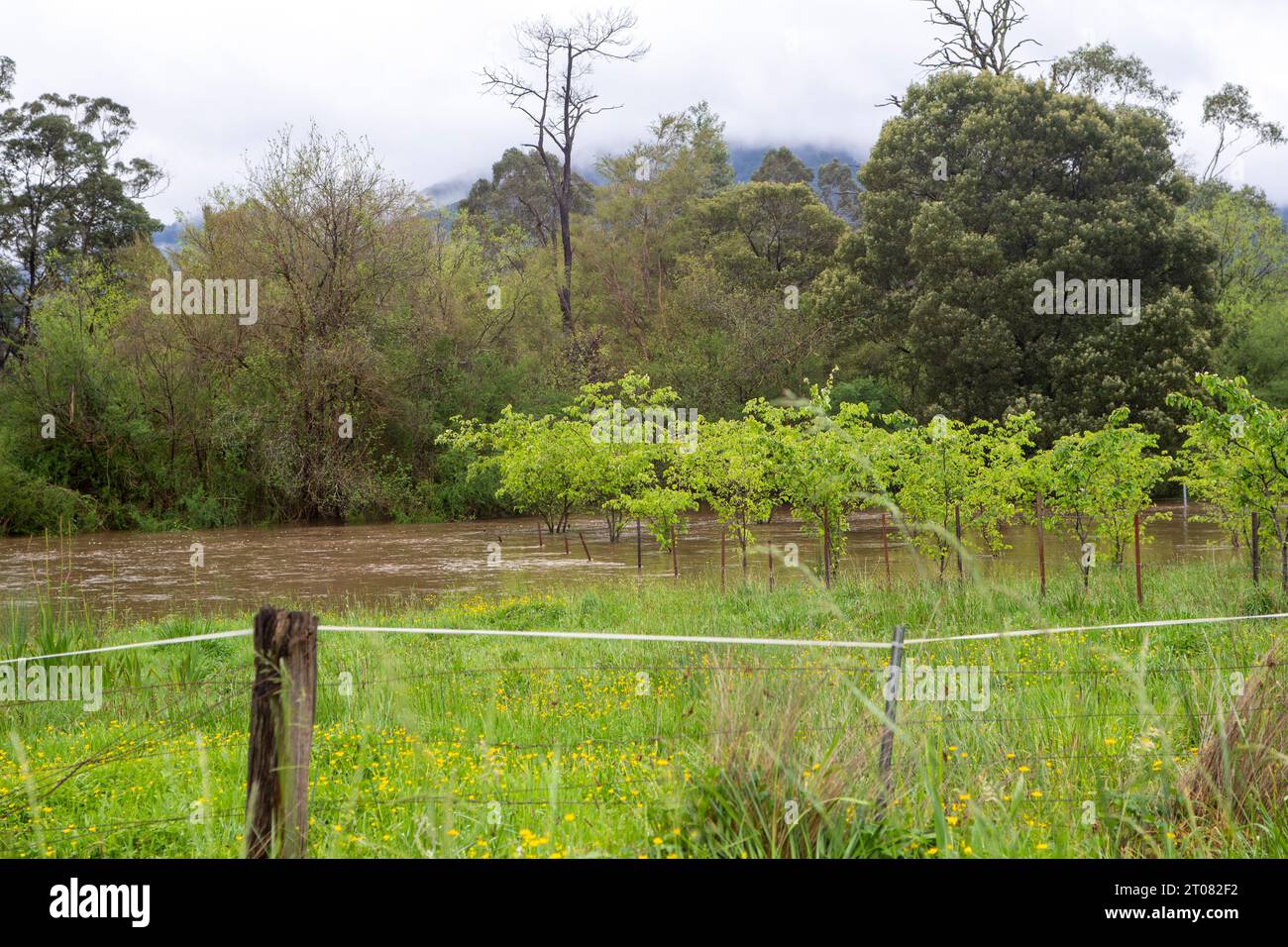 Inondazione delle acque che scorrono in un frutteto, lanciando Place Victoria. Foto Stock