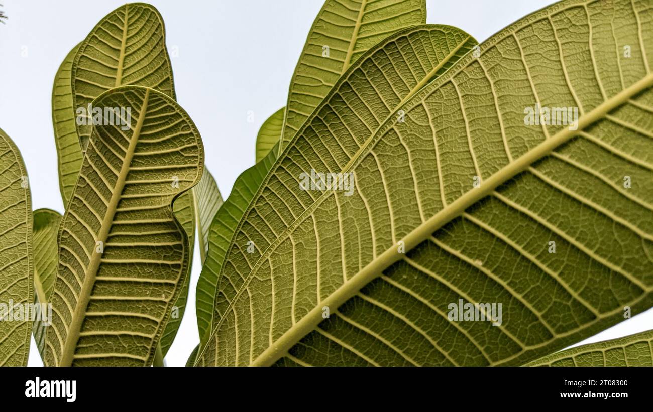 primo piano delle foglie tropicali verdi di frangipani con consistenza per uno sfondo verde della natura Foto Stock