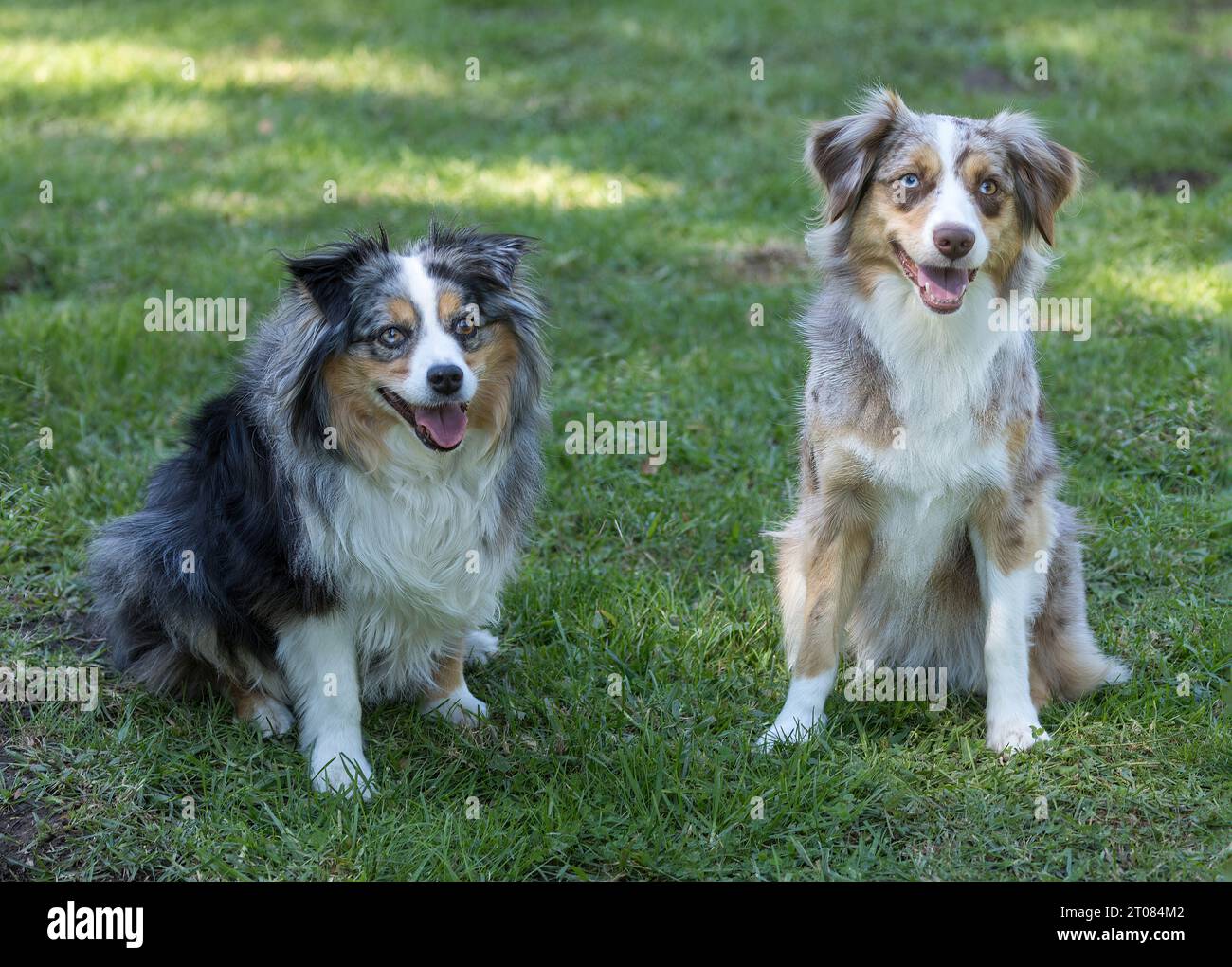 Cani da pastore australiano in miniatura di 12 anni (a sinistra) e di 3 anni. Parco per cani all'aperto nel nord della California. Foto Stock