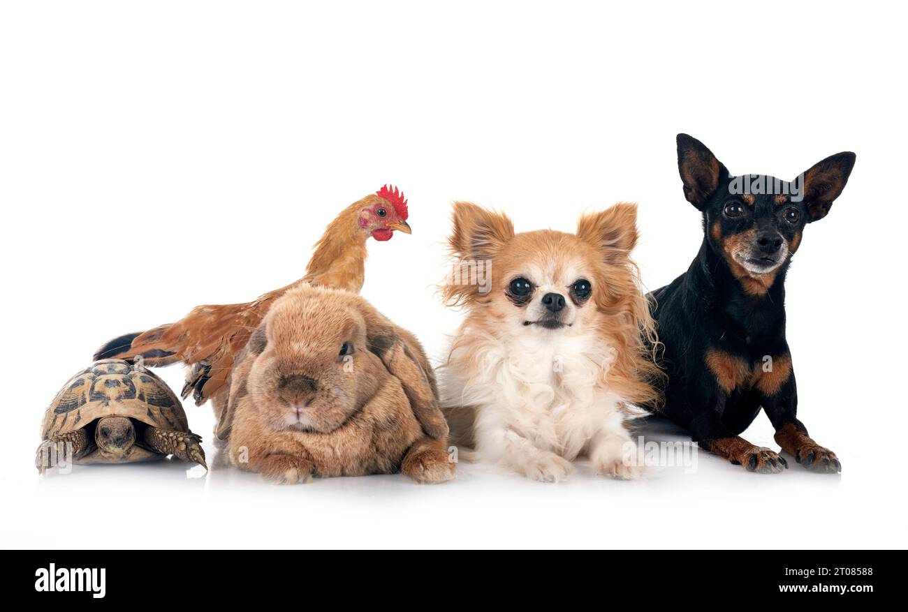 coniglio, cani e pollo di fronte a sfondo bianco Foto Stock