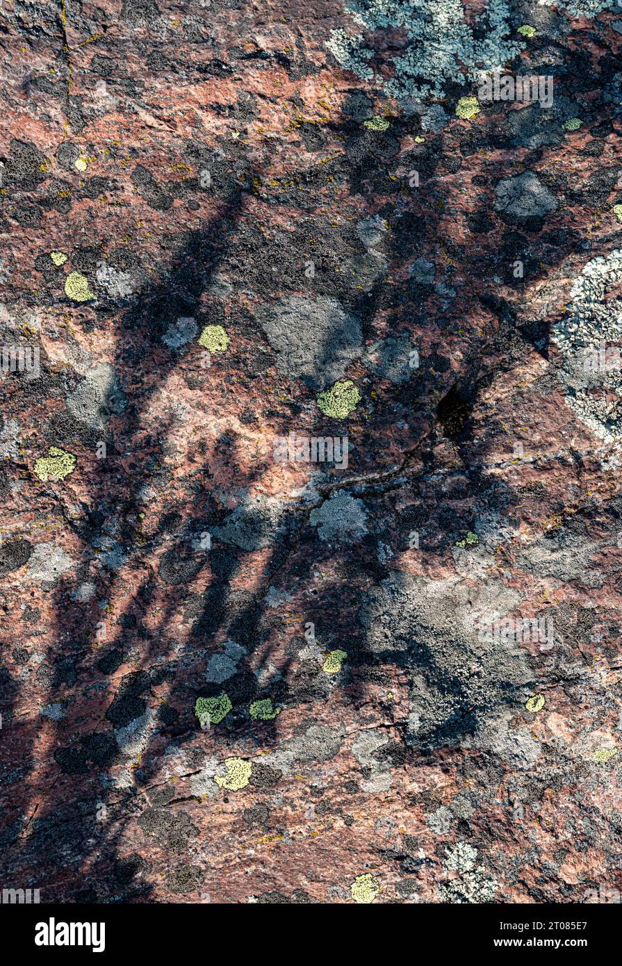 L'ombra di una pianta è proiettata sulle rocce scoscese della riva del lago Superior, Tettegouche State Park, Cook County, Minnesota Foto Stock