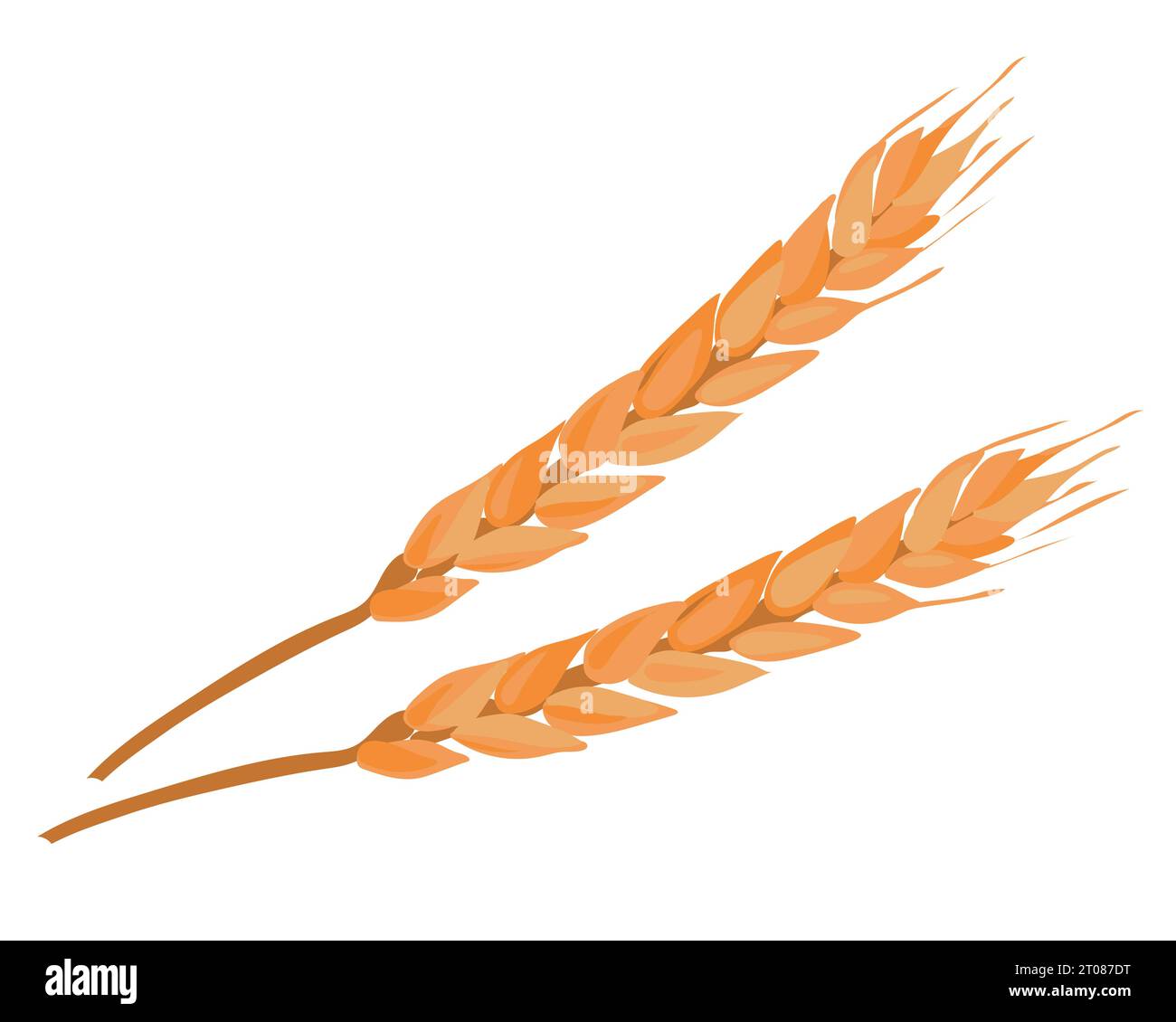 Orecchie di grano su sfondo bianco. Illustrazione del vettore di stock. Grani maturi, raccolta agricola. Illustrazione Vettoriale