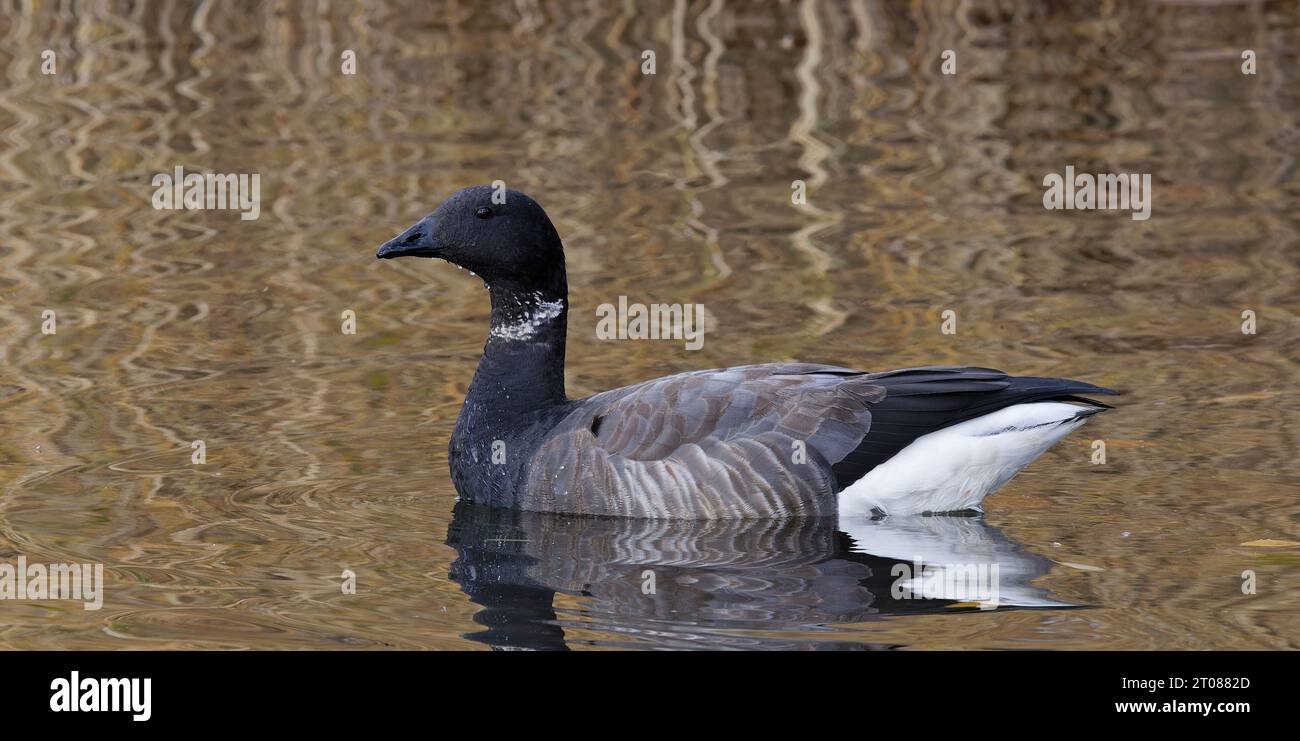 Brent Goose che nuota da vicino Foto Stock