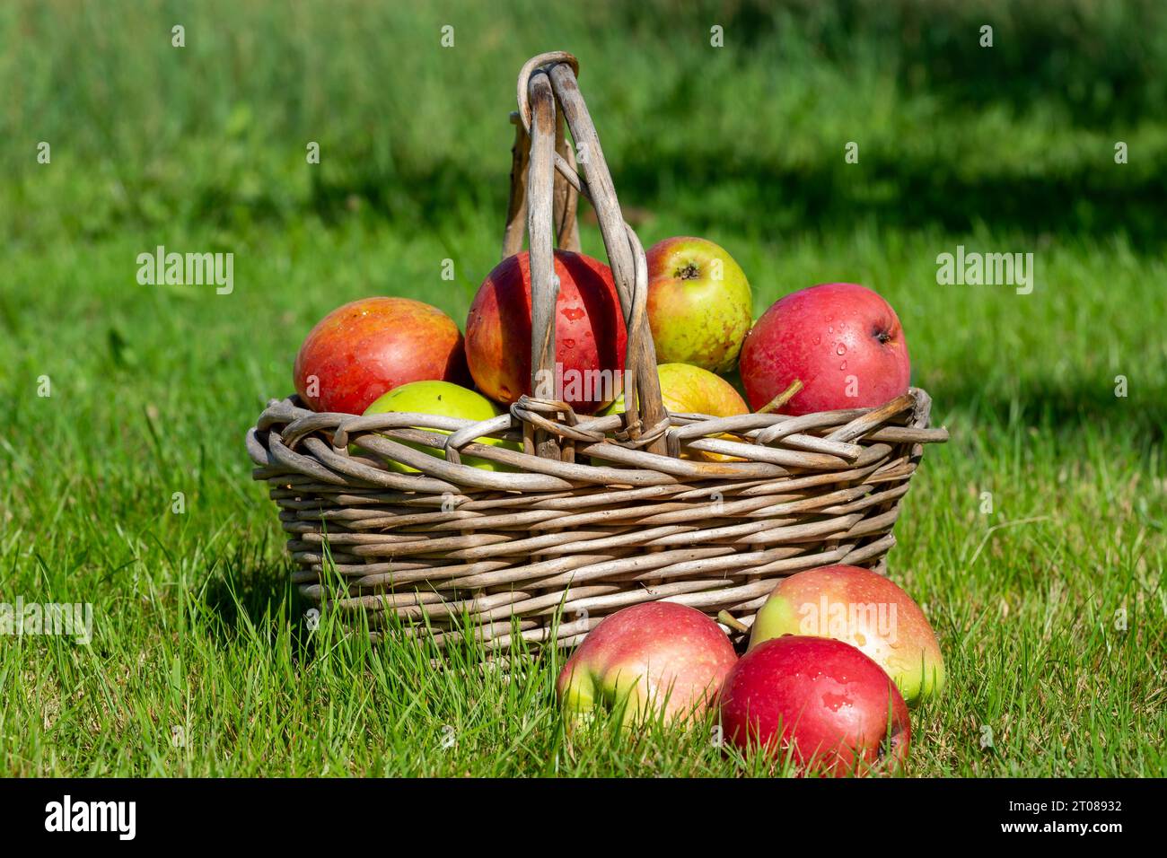 mele nel cesto in un frutteto Foto Stock