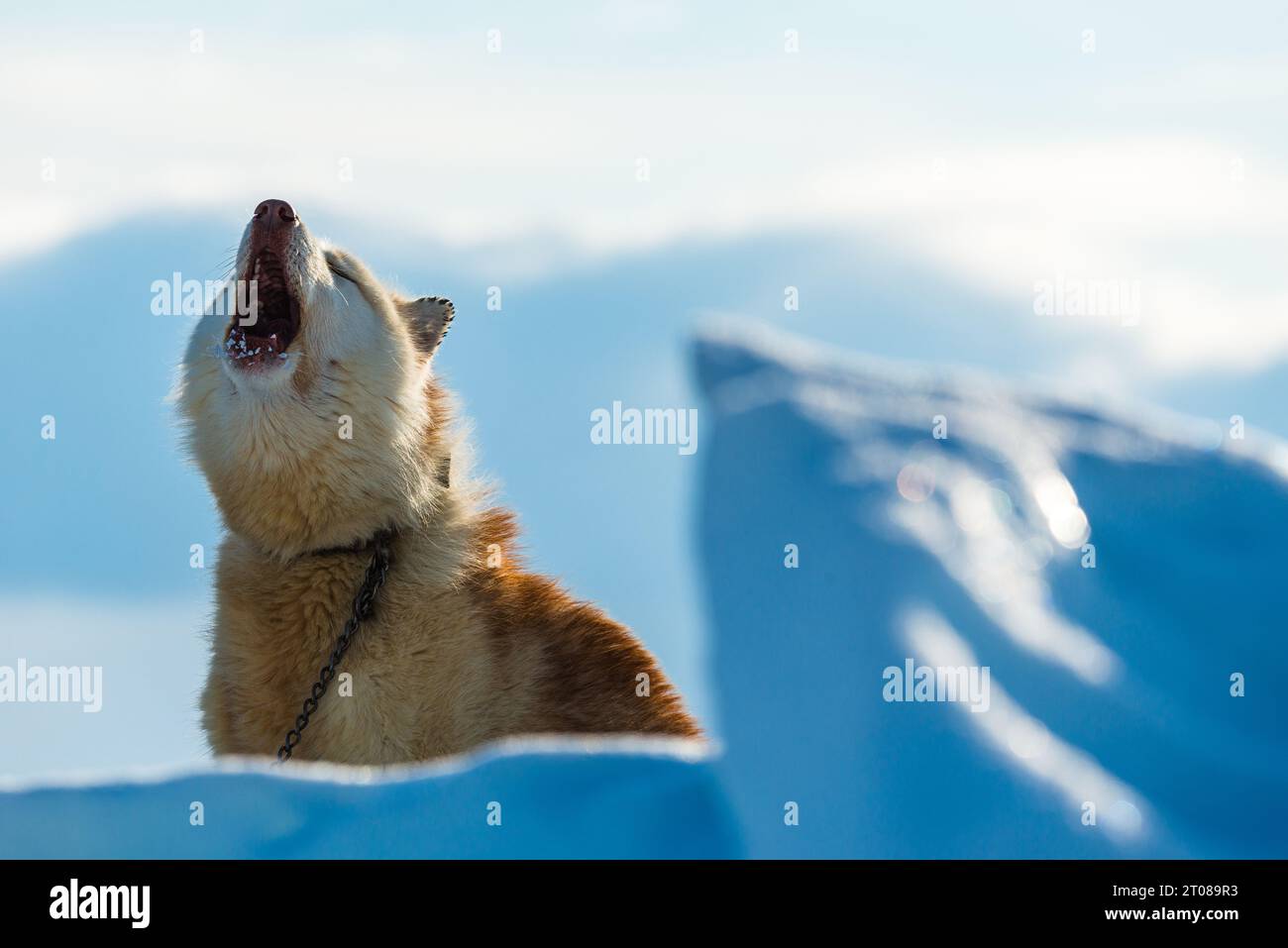 Un cane solitario della Groenlandia che urla in un paesaggio invernale innevato. Foto Stock