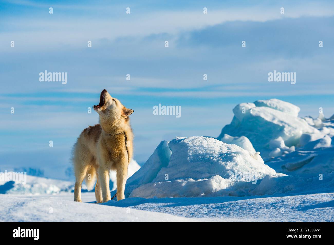 Un cane solitario della Groenlandia che urla in un paesaggio invernale innevato. Foto Stock