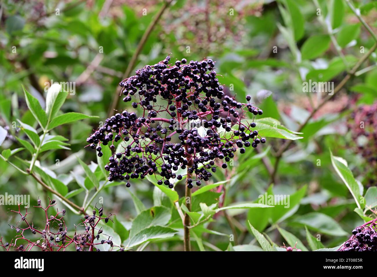 In tutto il Regno Unito - bacche più anziane, pronte per la raccolta - (Sambucus) piante che crescono nelle siepi del Lancashire, Regno Unito Foto Stock