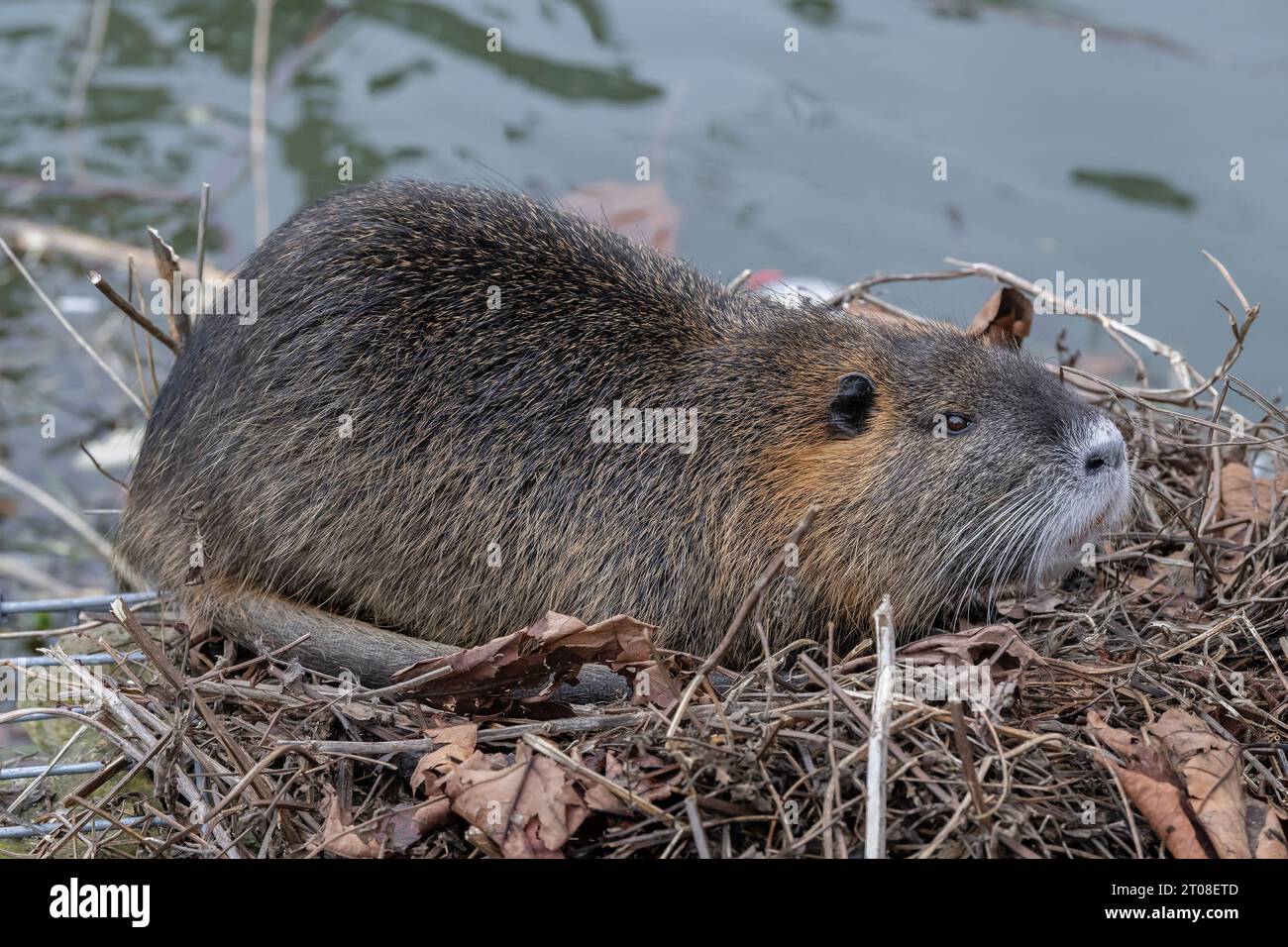 Coypu lungo il canale a Nancy Foto Stock
