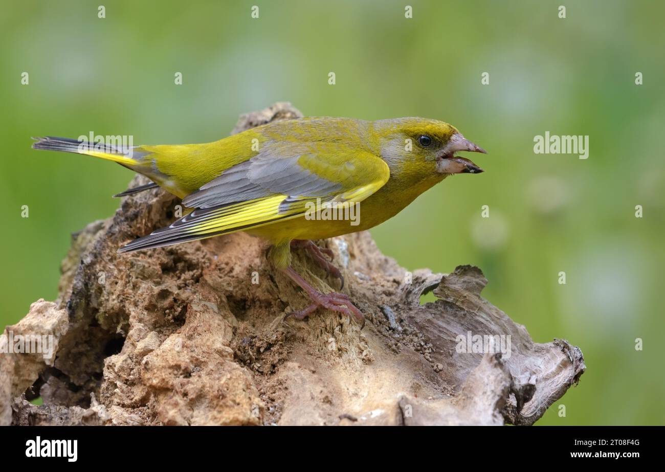 Il Greenfinch maschio aggressivo (Chloris chloris) è pronto per la lotta e la protezione alimentare Foto Stock