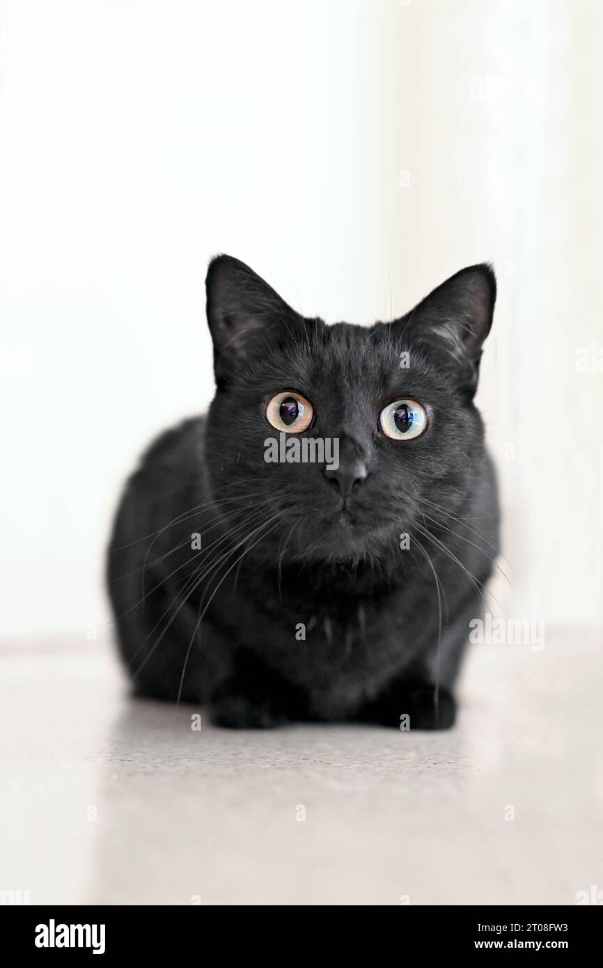Gatto nero seduto sul pavimento e guardando curioso alla macchina fotografica. Immagine verticale. Foto Stock