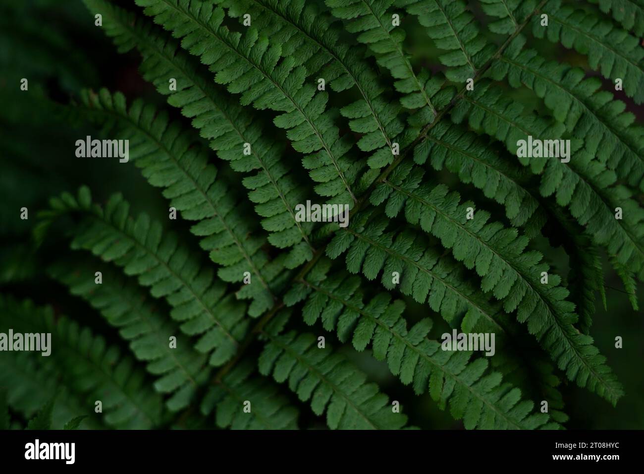 Sfondo con motivo floreale a foglia verde, concetto di natura scura, foto realistiche Foto Stock