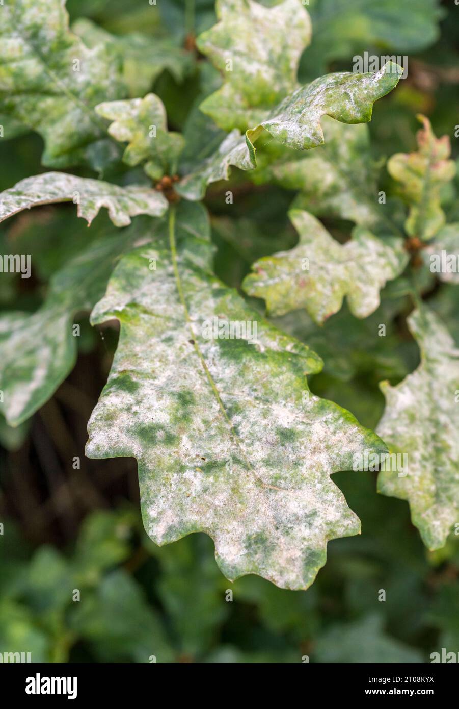 Foglie di quercia con fungo di muffa in polvere / patogeno delle foglie - probabilmente Erysiphe alphitoides. Ora autunnale comunemente vista. Attenzione alla foglia inferiore / & sinistra Foto Stock
