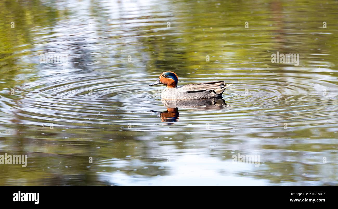 Acqua verde euroasiatica (Anas crecca), maschio, drake in abito da riproduzione nuoto nello stagno, riflessione, primavera, riserva naturale Pietzmoor, Lueneburg Heath Foto Stock