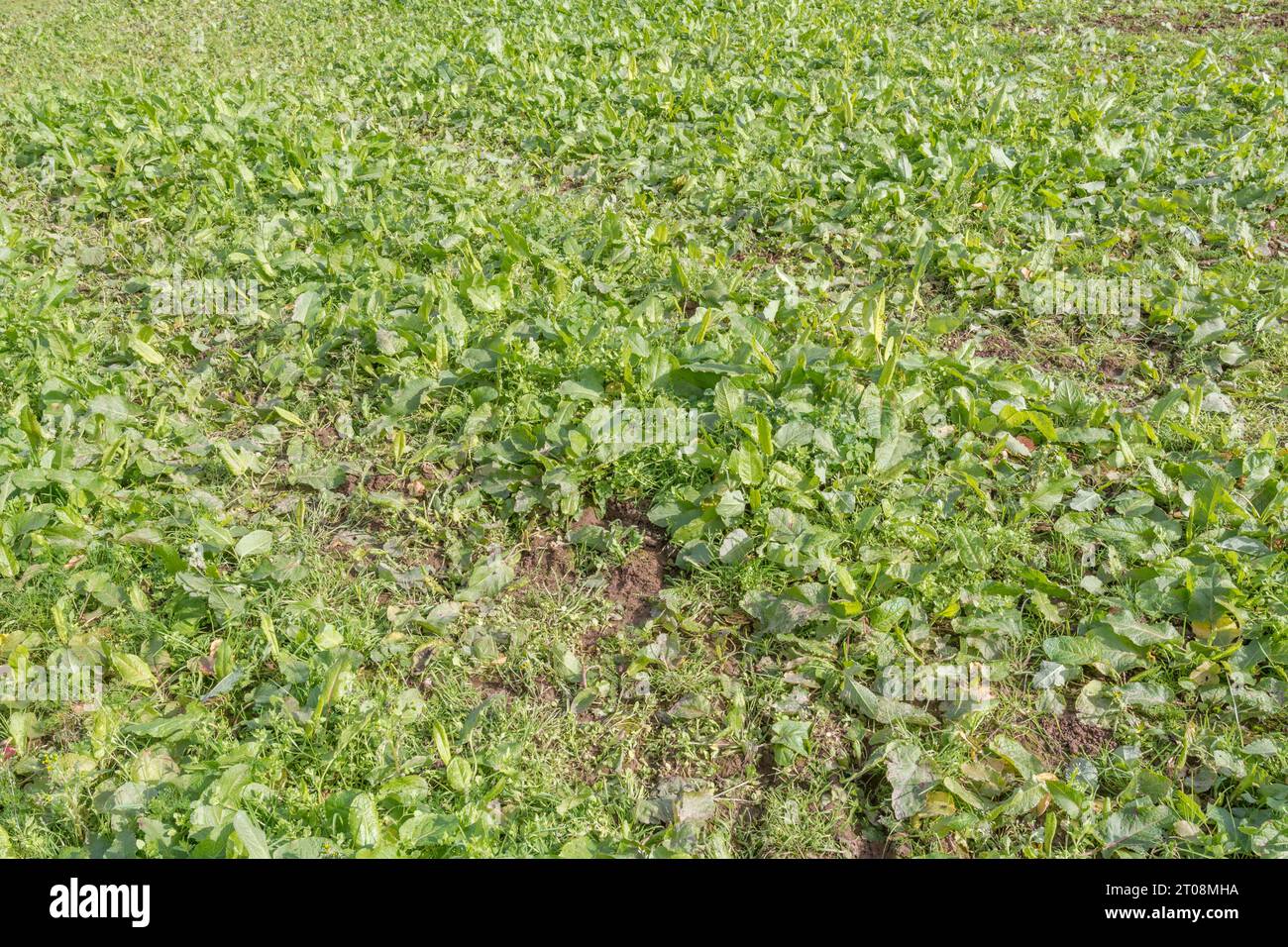 Campo autunnale dopo il raccolto dopo il raccolto estivo. Terreno assolutamente inghiottito da erbacce agricole, in particolare bacino a foglie larghe / Rumex obtusifolius. Foto Stock