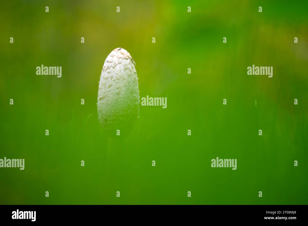 Cappuccio di inchiostro Shaggy (Coprinus comatus), in erba, funghi singoli, Bottrop, zona della Ruhr, Renania settentrionale-Vestfalia, Germania Foto Stock