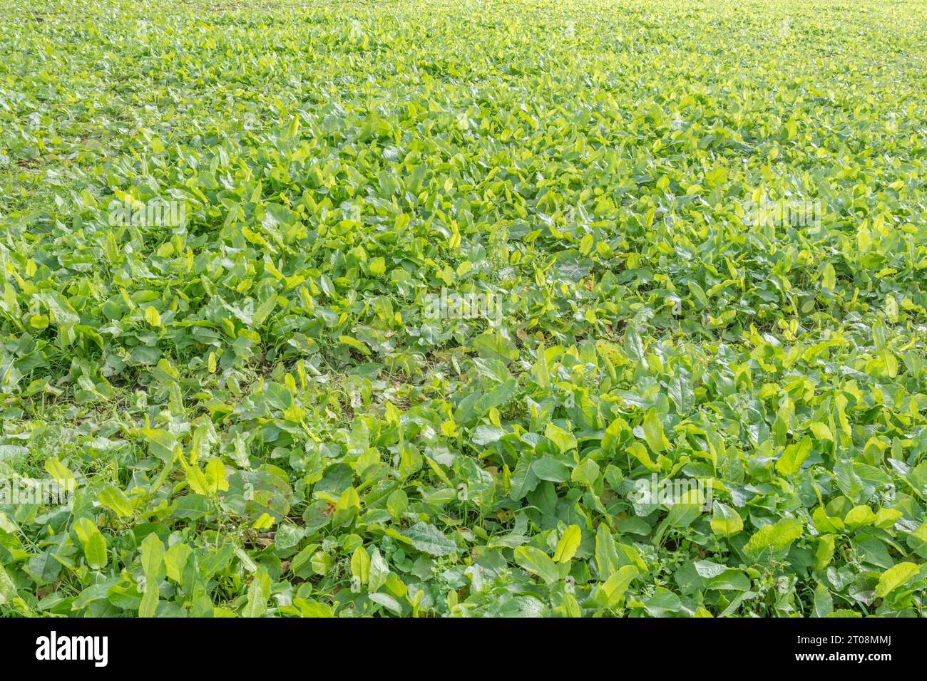 Campo autunnale dopo il raccolto dopo il raccolto estivo. Terreno assolutamente inghiottito da erbacce agricole, in particolare bacino a foglie larghe / Rumex obtusifolius. Foto Stock