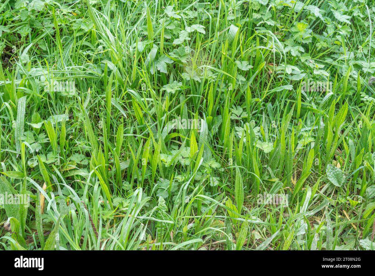 Ribwort Plantain / Plantago lanceolata che cresce tra l'erba. Leggermente retroilluminate, le foglie di ragno sono più gialle e più larghe dell'erba. Erba comune. Foto Stock