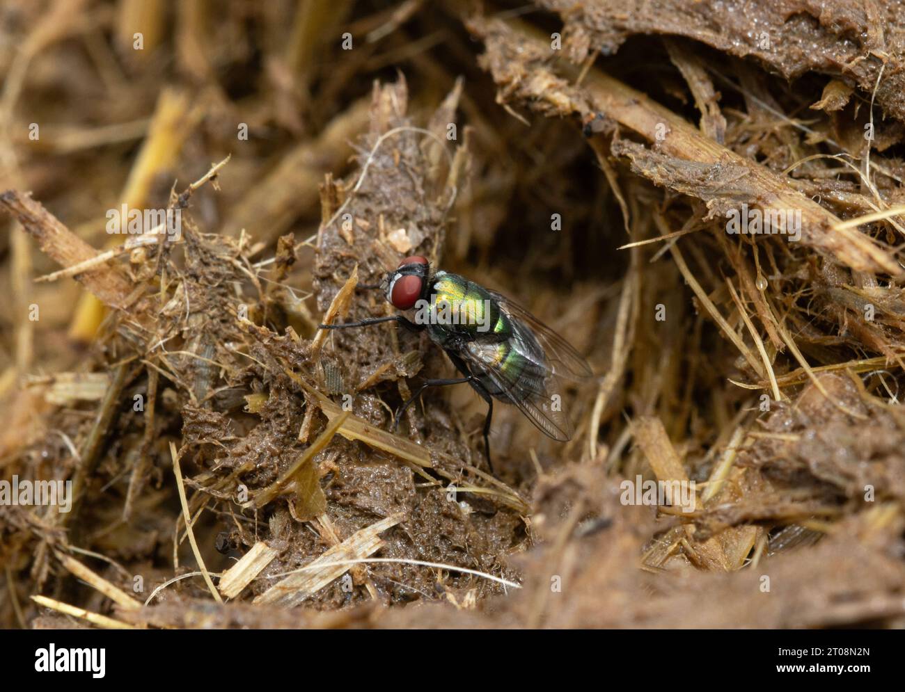 Il Green Blowfly è spesso visto bere liquidi su sterco fresco. Cercano la carne in decomposizione e i vermi in ritardo si nutrono in modo aggressivo di altri vermi Foto Stock