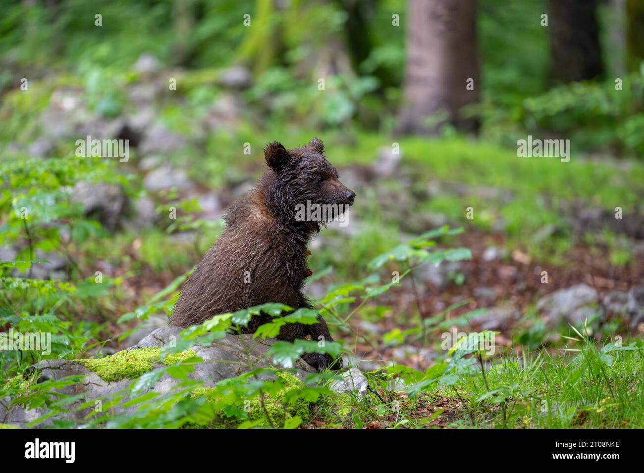 Orso bruno europeo (Ursus arctos arctos) nella foresta, piccolo orso, regione di Notranjska, Slovenia Foto Stock