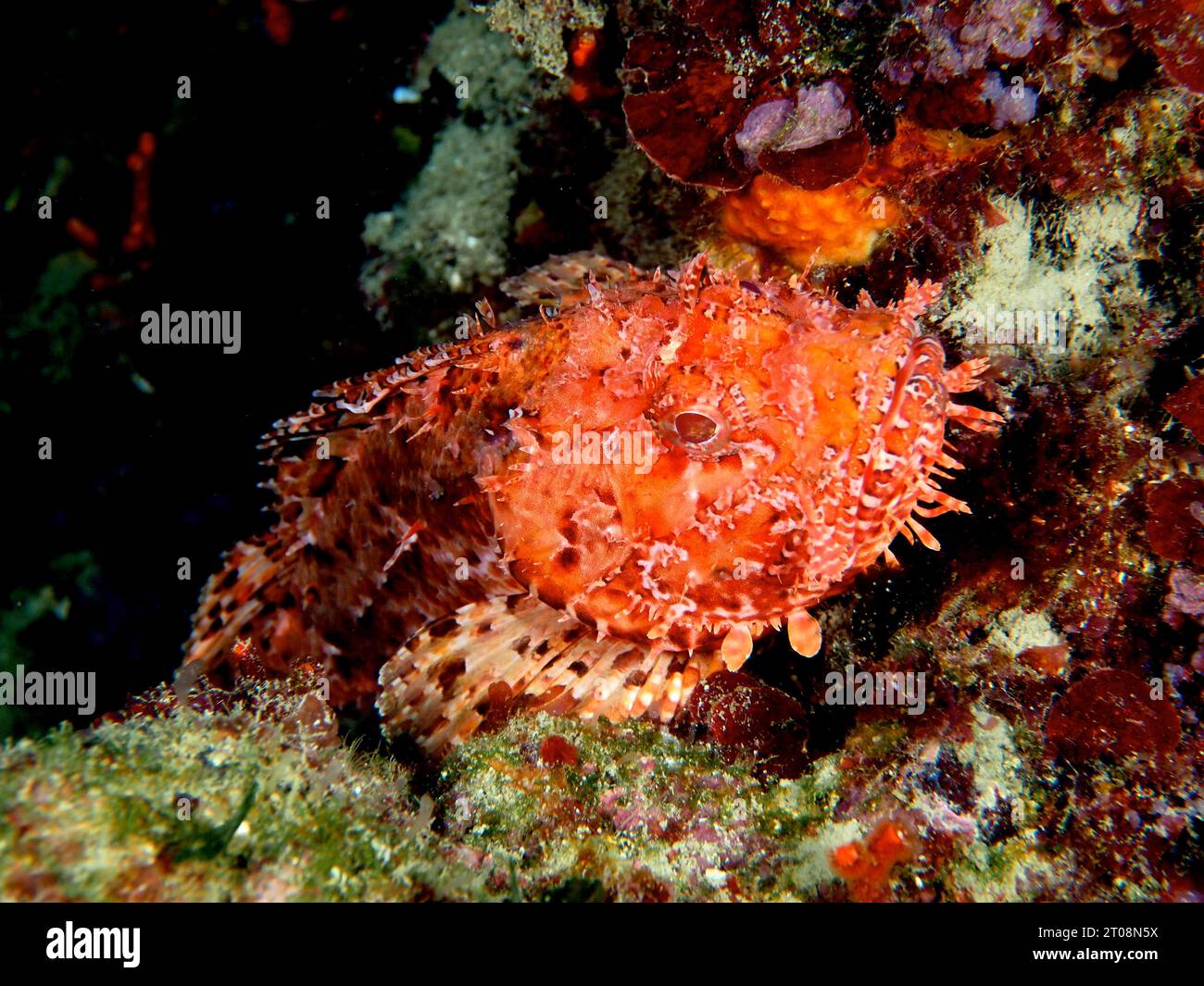 Scorpione rosso (Scorpaena scrofa), scrofa marina. Sito di immersione Marine Reserve Cap de Creus, Rosas, Costa Brava, Spagna, Mar Mediterraneo Foto Stock