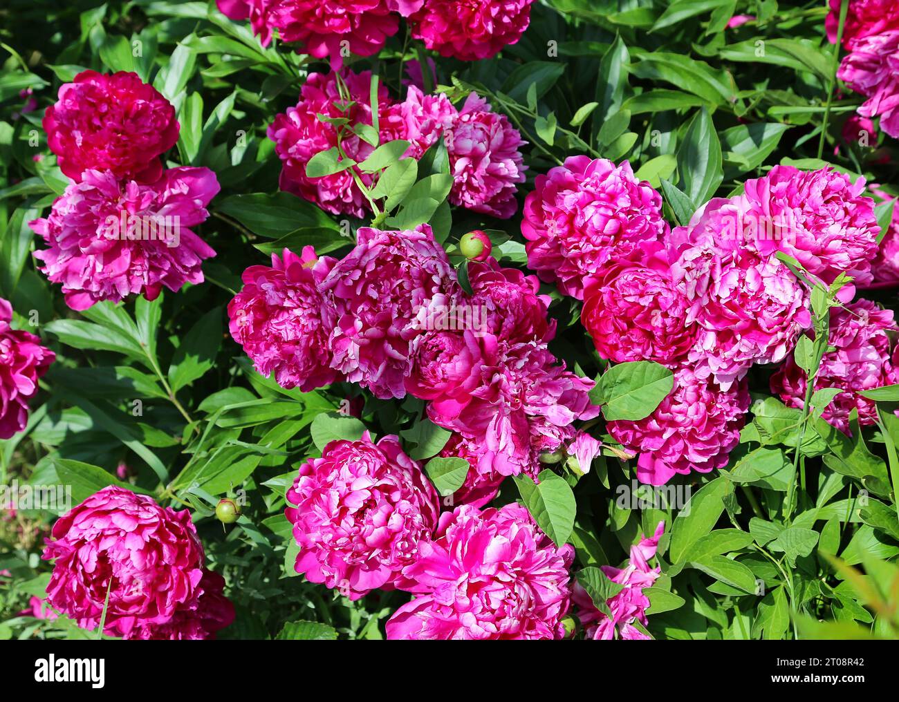 Sfondo naturale con fiori di peonia luminosa Foto Stock
