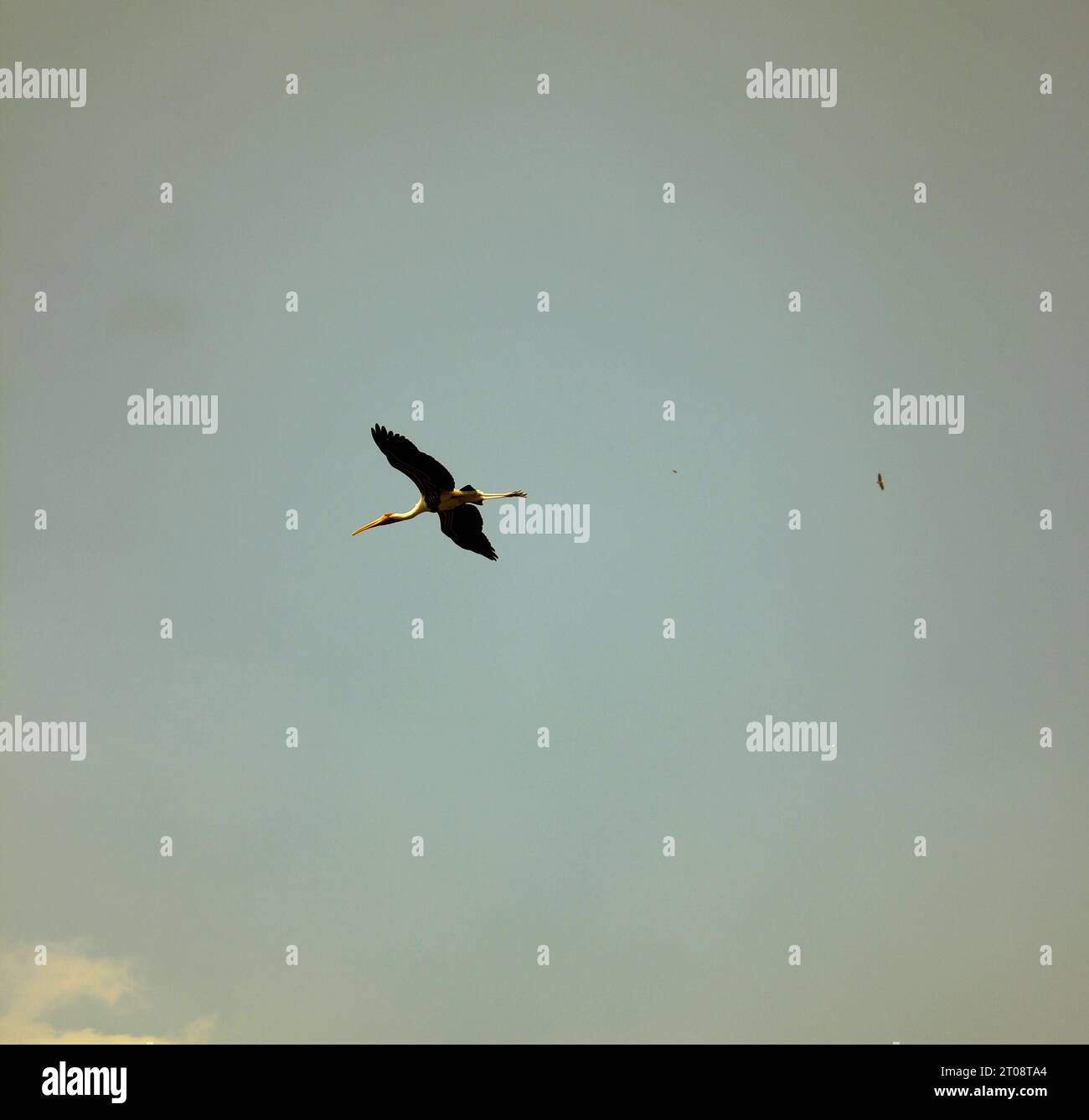 Un uccello che vola in alto nel cielo. Foto Stock