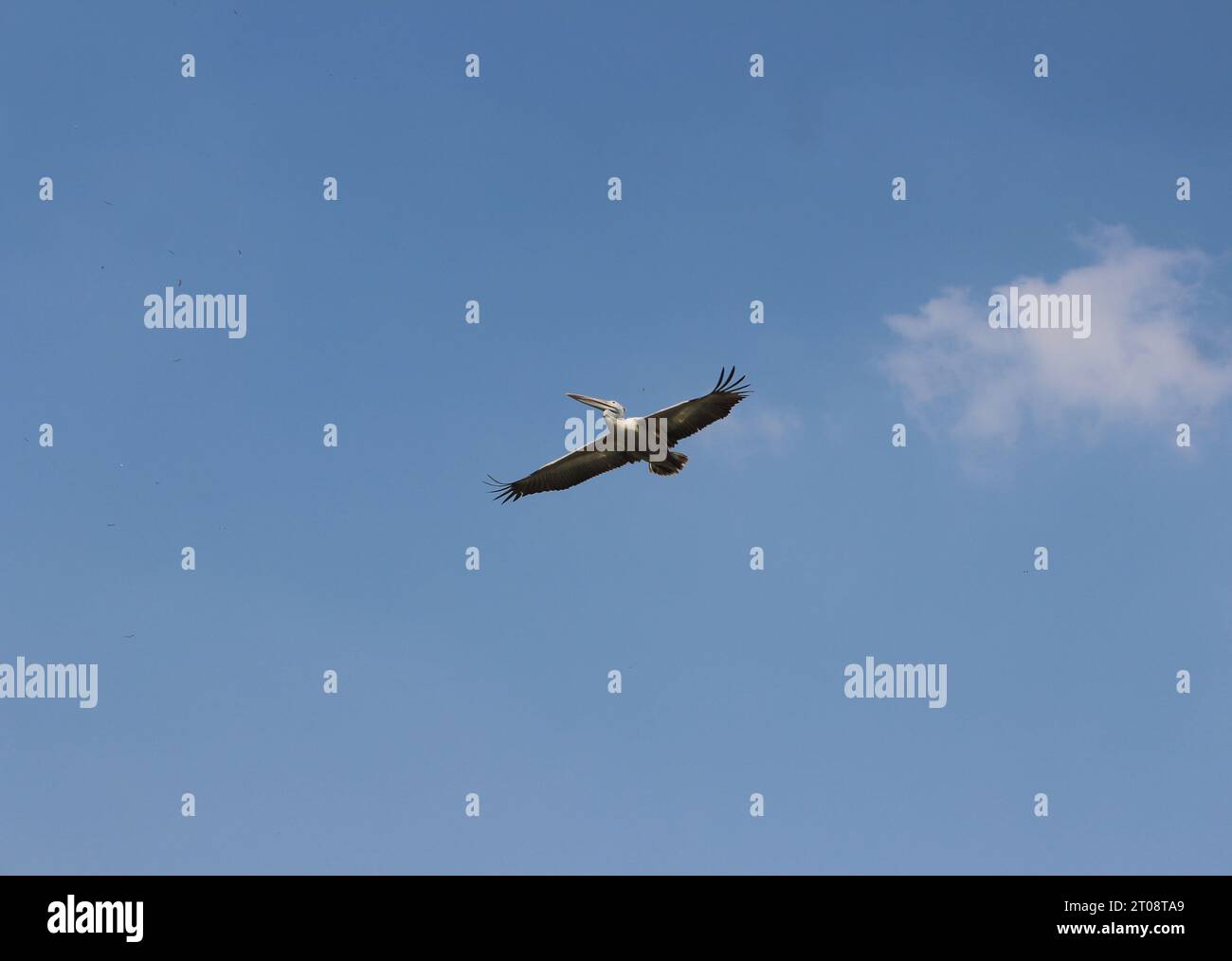 Un uccello che vola in alto nel cielo. Foto Stock