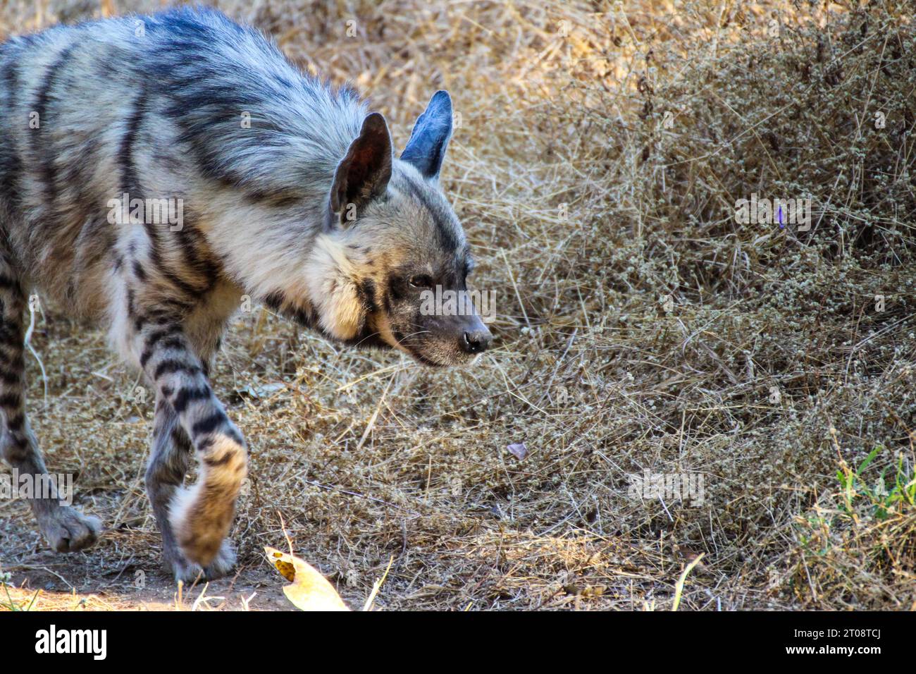 Hyena è stata spogliata mentre si stava rinfrescando!! Foto Stock
