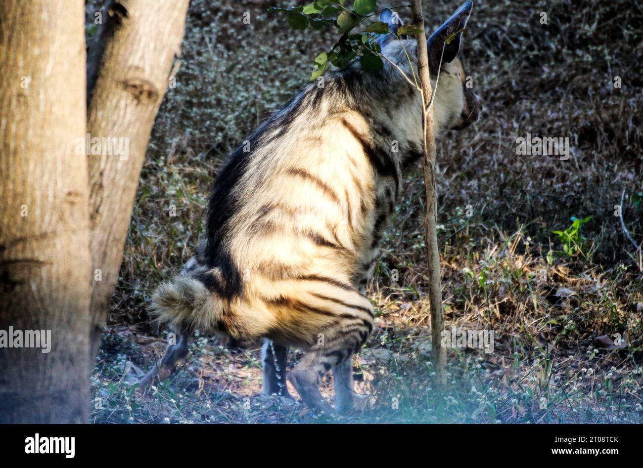 Hyena è stata spogliata mentre si stava rinfrescando!! Foto Stock