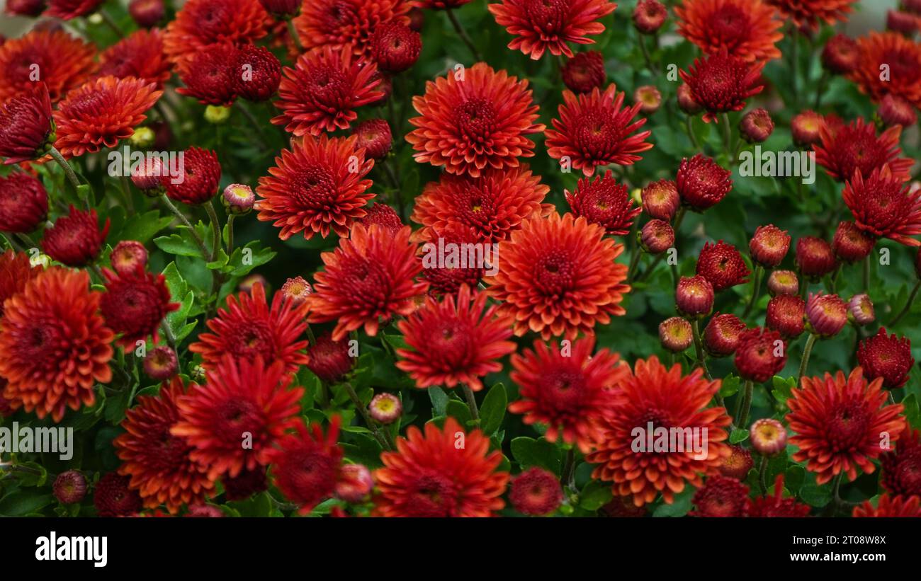 Crisantemi rossi fioriti nel giardino autunnale. Sfondo con la fioritura di un crisantemo. Il crisantemo fiorisce orizzontalmente. Foto Stock