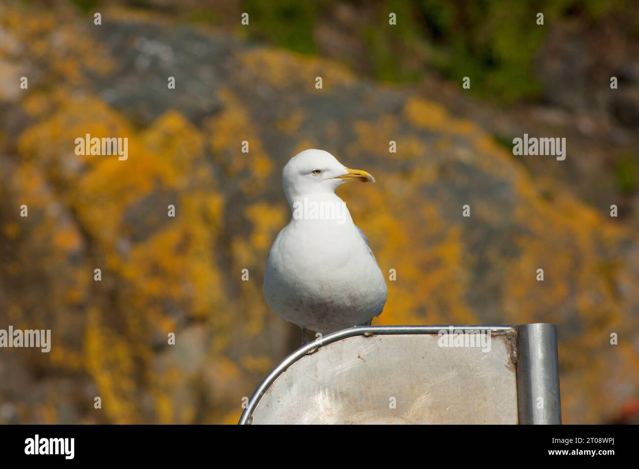Il giovane Herring Gull a riposo, John Gollop Foto Stock