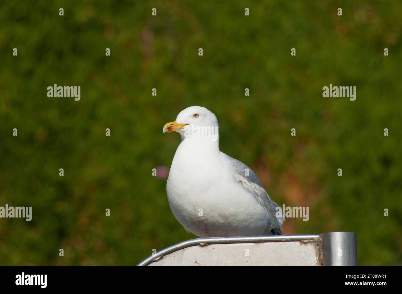 Il giovane Herring Gull a riposo, John Gollop Foto Stock