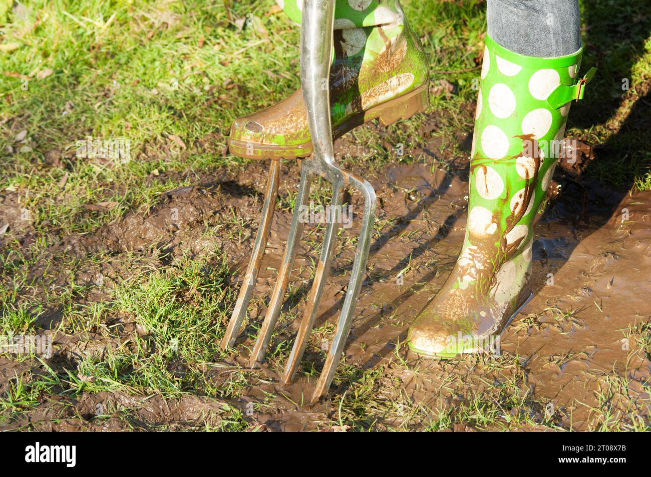 Adulto che utilizza la forchetta da giardino in condizioni molto fangose - John Gollop Foto Stock