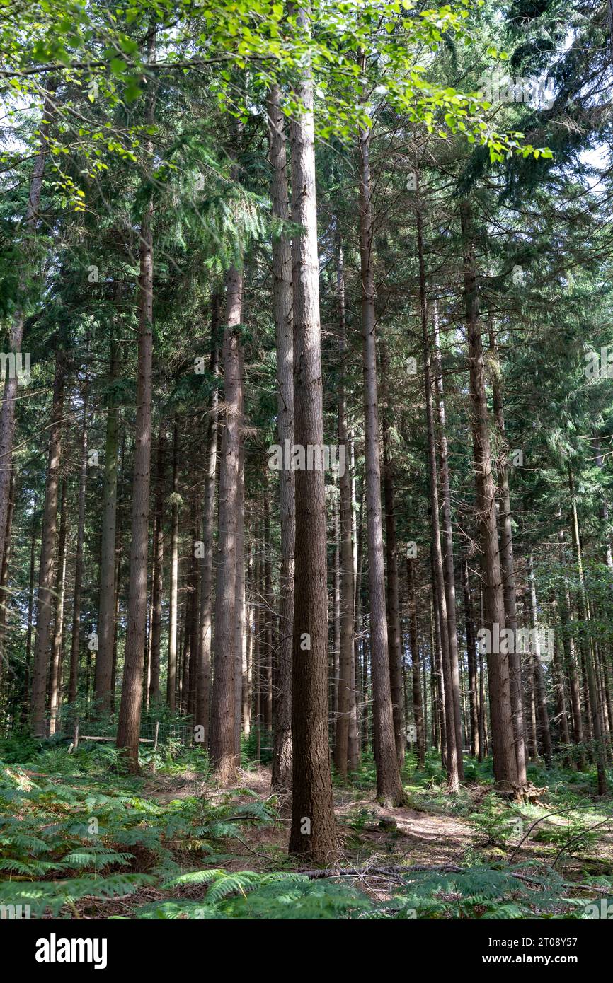 Tall Trees Trail Walk vicino a Brockenhurst, New Forest National Park, Hampshire, Inghilterra, Regno Unito Foto Stock