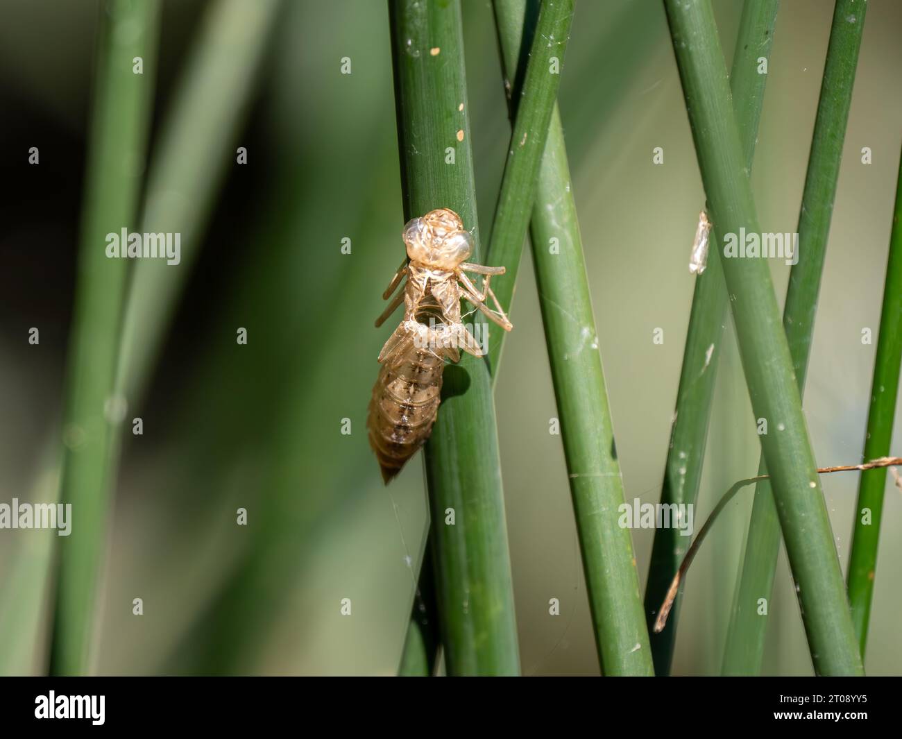 Dragonfly Exuvia su una canna Foto Stock