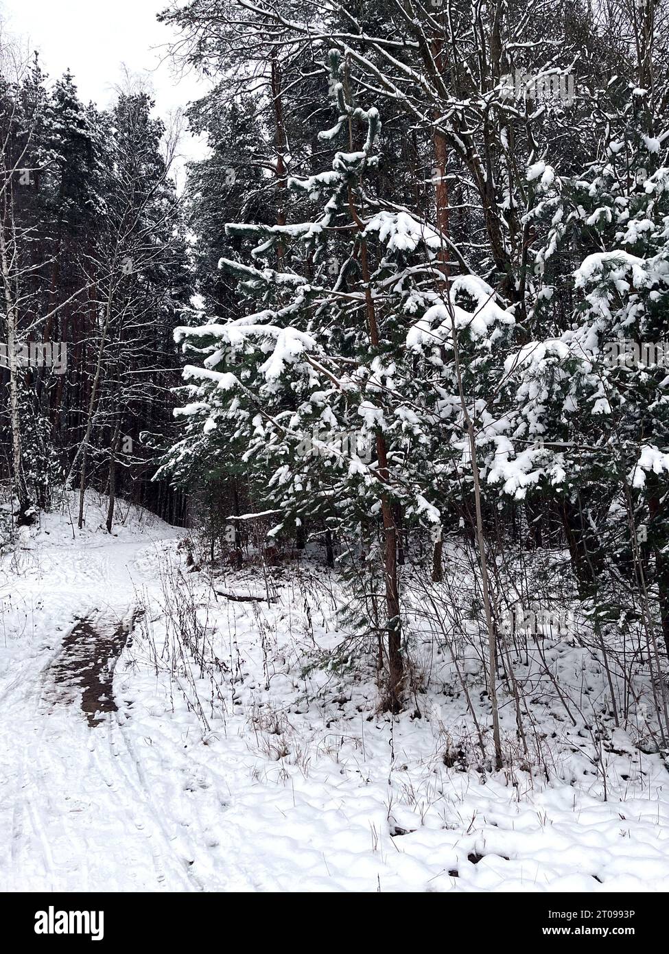 foto di una tranquilla giornata invernale, una foresta innevata si erge in un isolamento incontaminato. Neve appena caduta ricopre il paesaggio, alberi adornati di gelo. Foto Stock