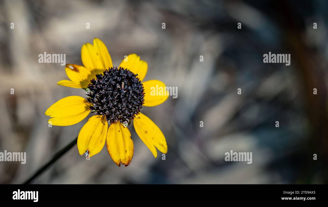 Fiore in fiore Susan dagli occhi castani (Rudbeckia triloba) Foto Stock