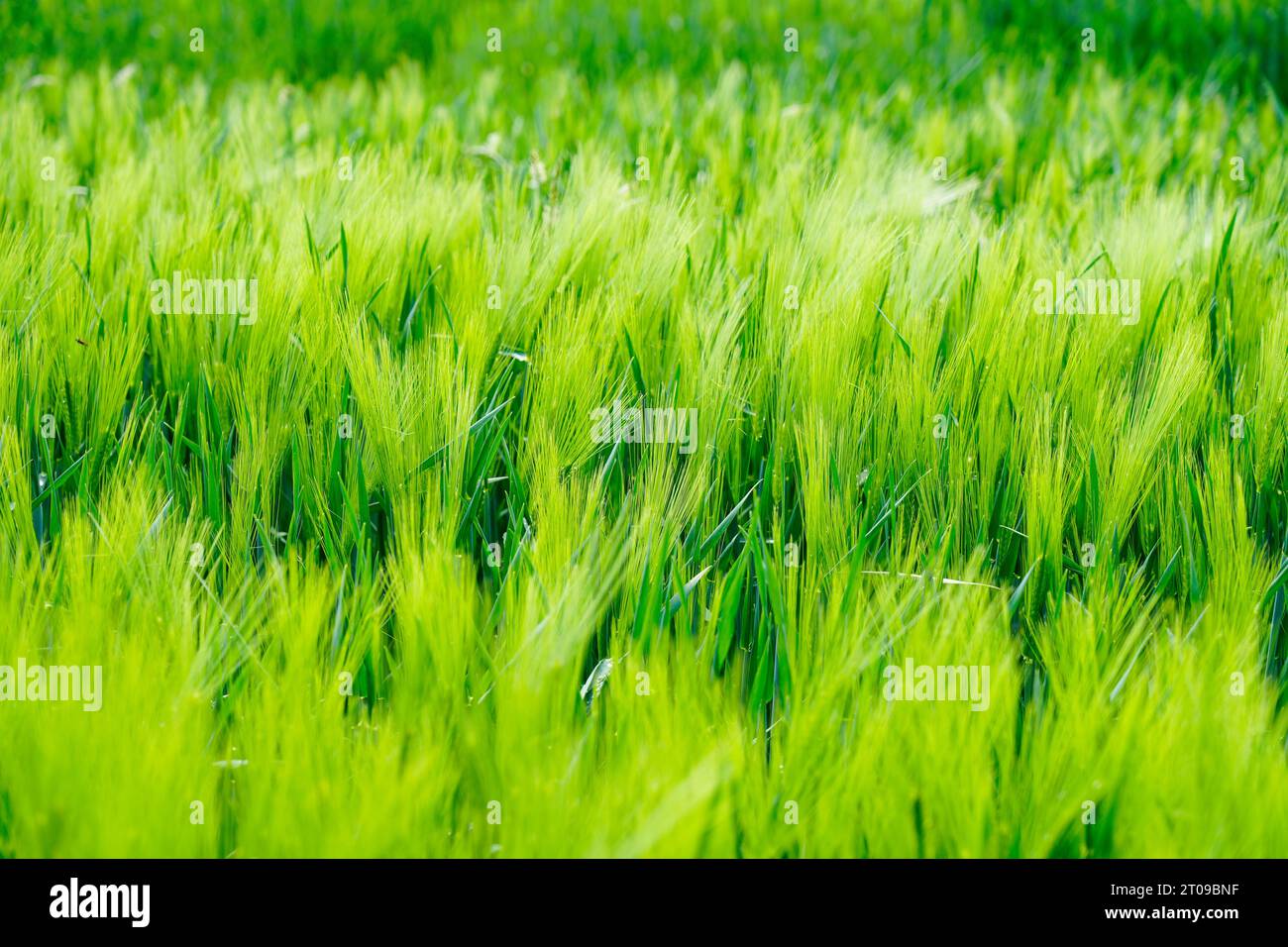 Primo piano sul campo di orzo verde. Grana non matura. Sfondo naturale. Foto Stock