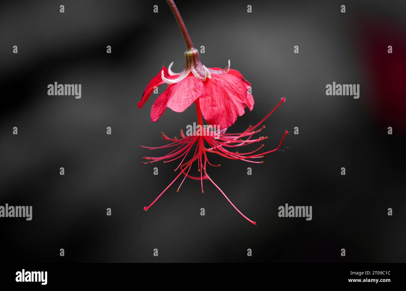 Fiore di ibisco rosso su sfondo scuro. Foto Stock