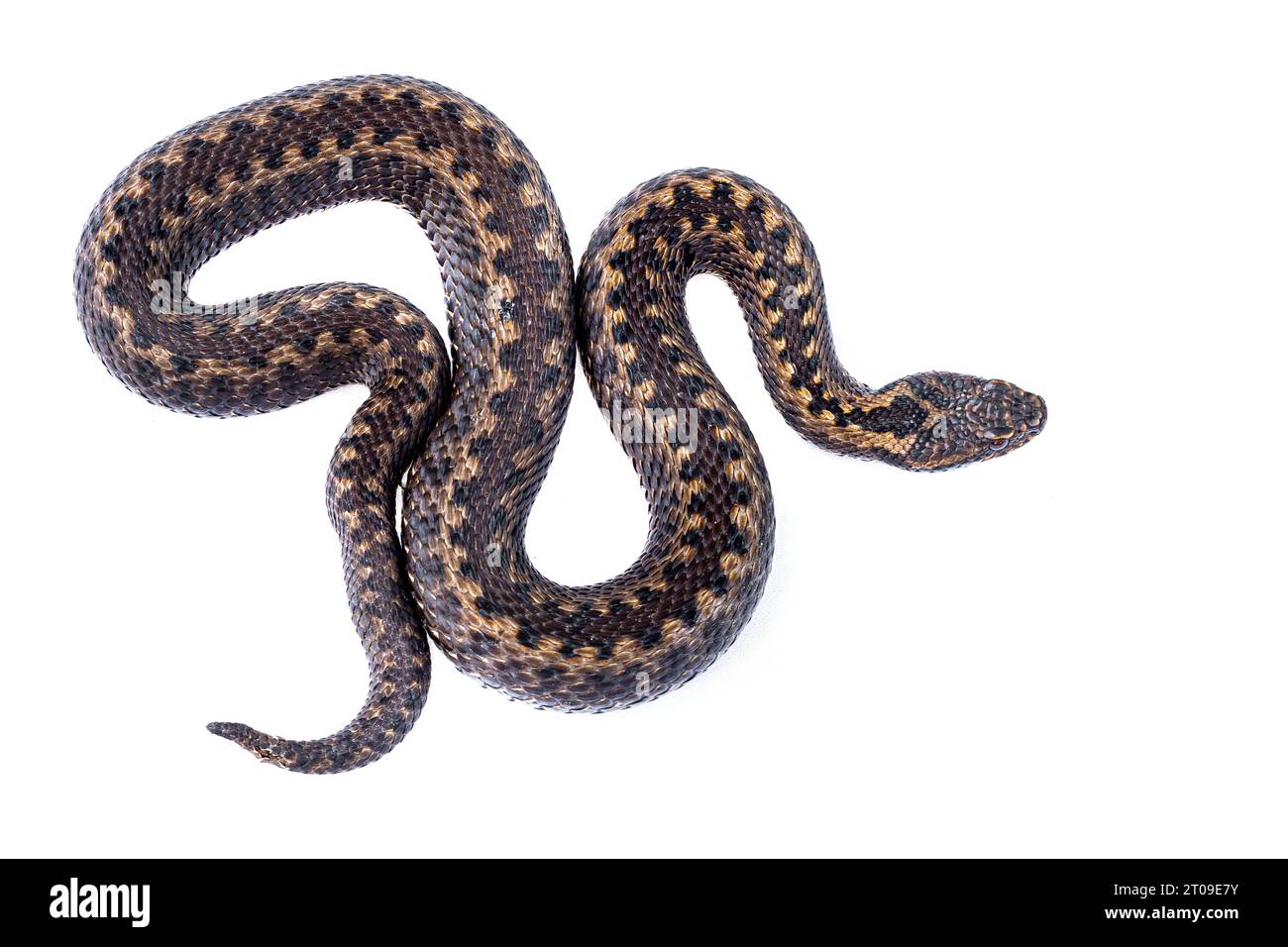 Vista dall'alto del serpente Vipera seoanei con motivi naturali che strisciano su sfondo bianco Foto Stock