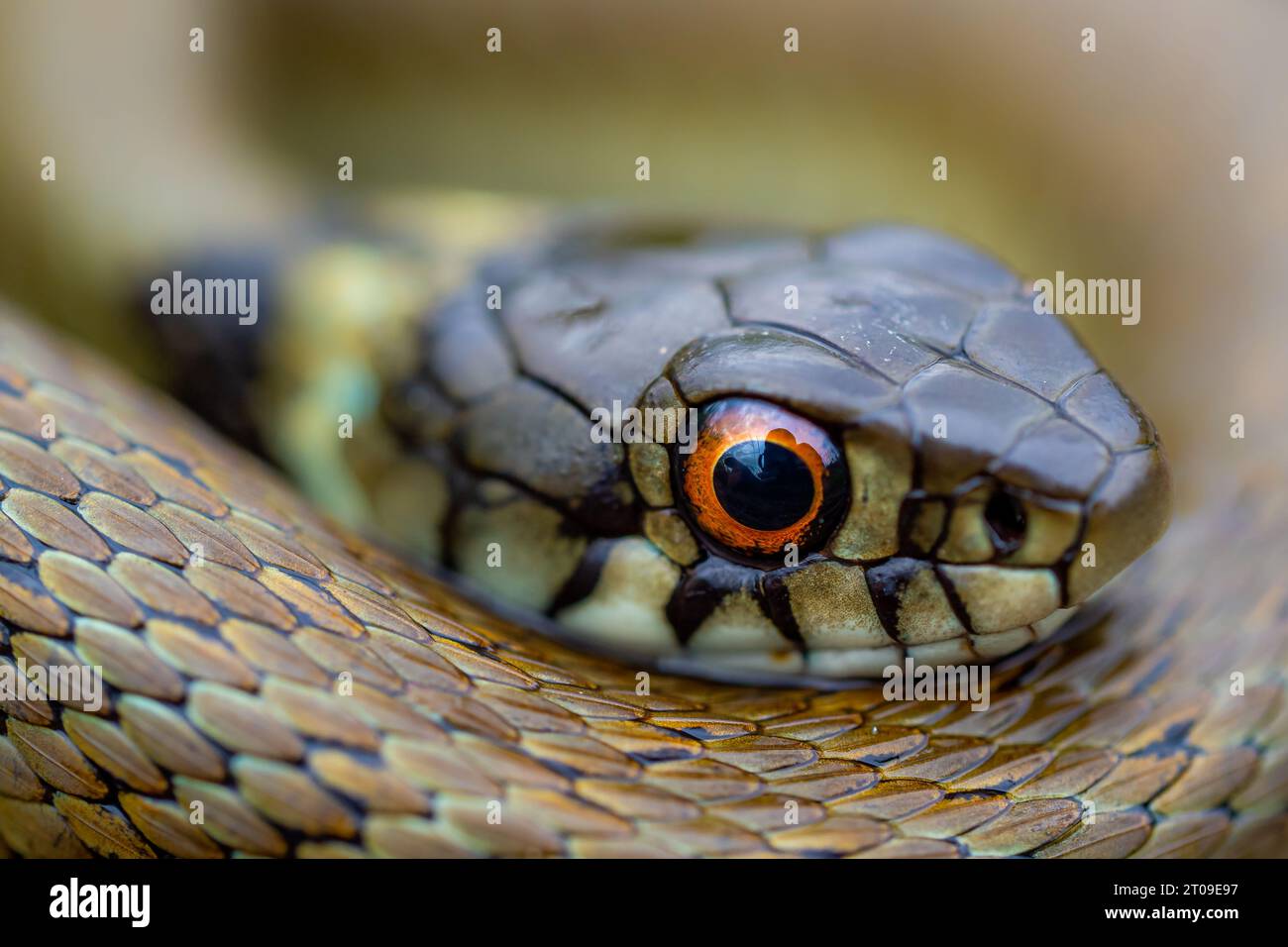 Primo piano ad alto angolo del serpente monspesunalo di Malpolon squamoso verde scuro con corpo lucente arrotolato intorno alla testa mentre guardi la fotocamera Foto Stock