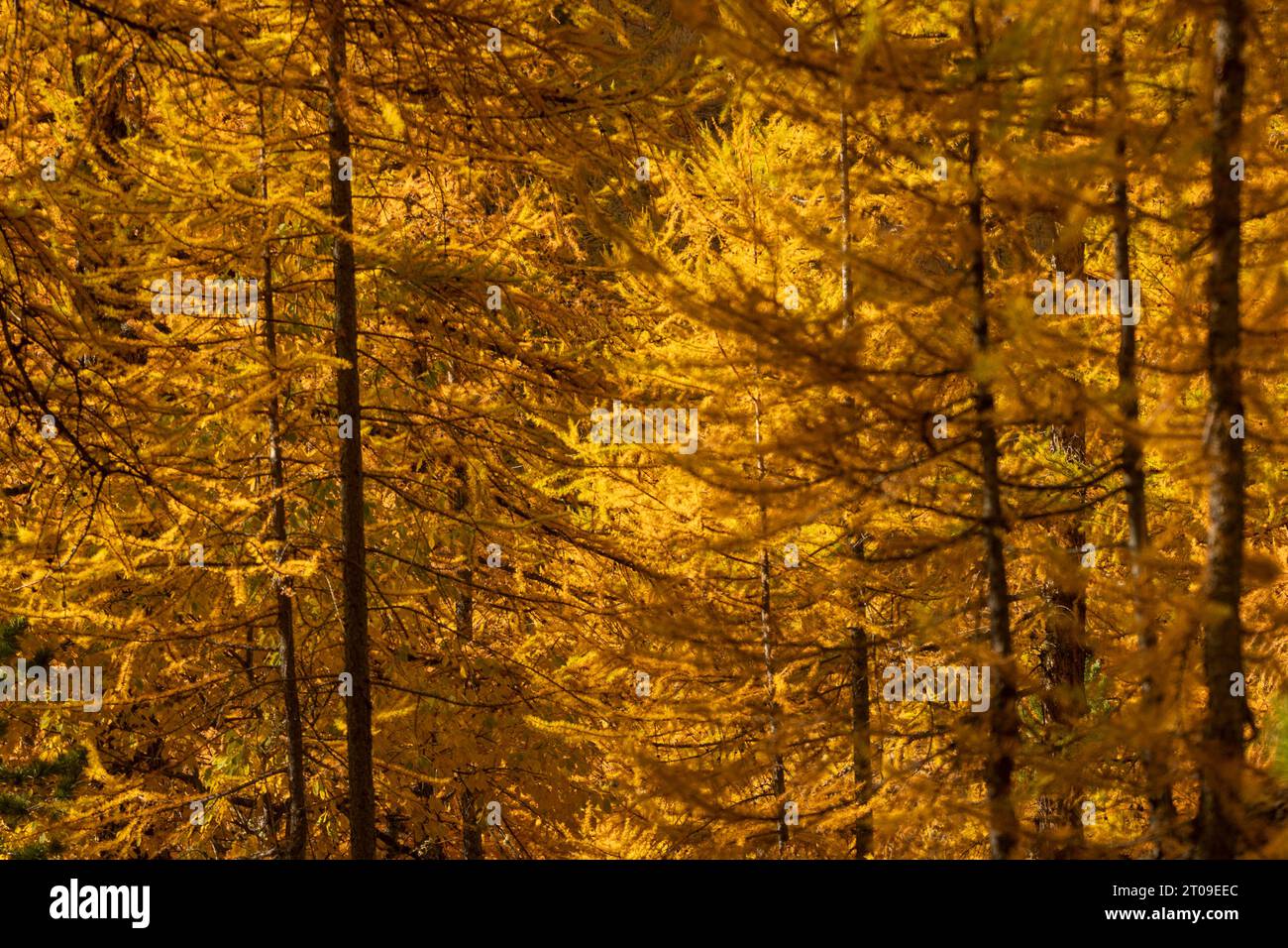 Alti tronchi di alberi con foglie di giallo brillante che crescono nella foresta autunnale nelle giornate di sole Foto Stock
