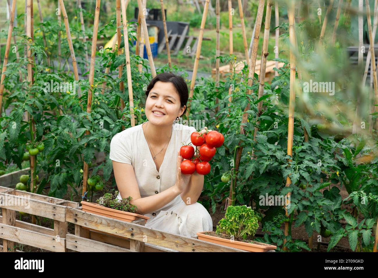 Raccolto di pomodori donna asiatica Foto Stock