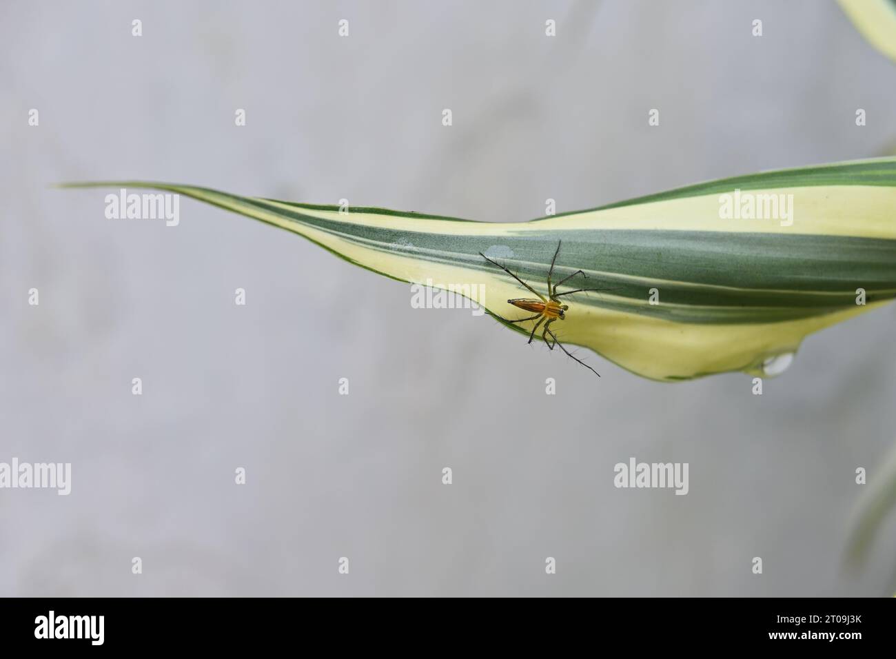Un ragno spiky Lynx di colore arancione (Oxyopidae) sulla superficie di una foglia di bambù Lucky variegata ricciolata (Dracaena Sanderiana) nel giardino di casa Foto Stock
