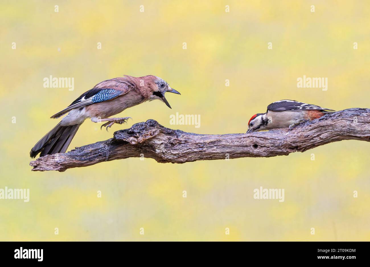 Una ghiandaia insieme a un grande picchio maculato su un ramo con cibo per uccelli discutono su chi si trova all'alimentatore, la ghiandaia ha un atteggiamento minaccioso e il woo Foto Stock