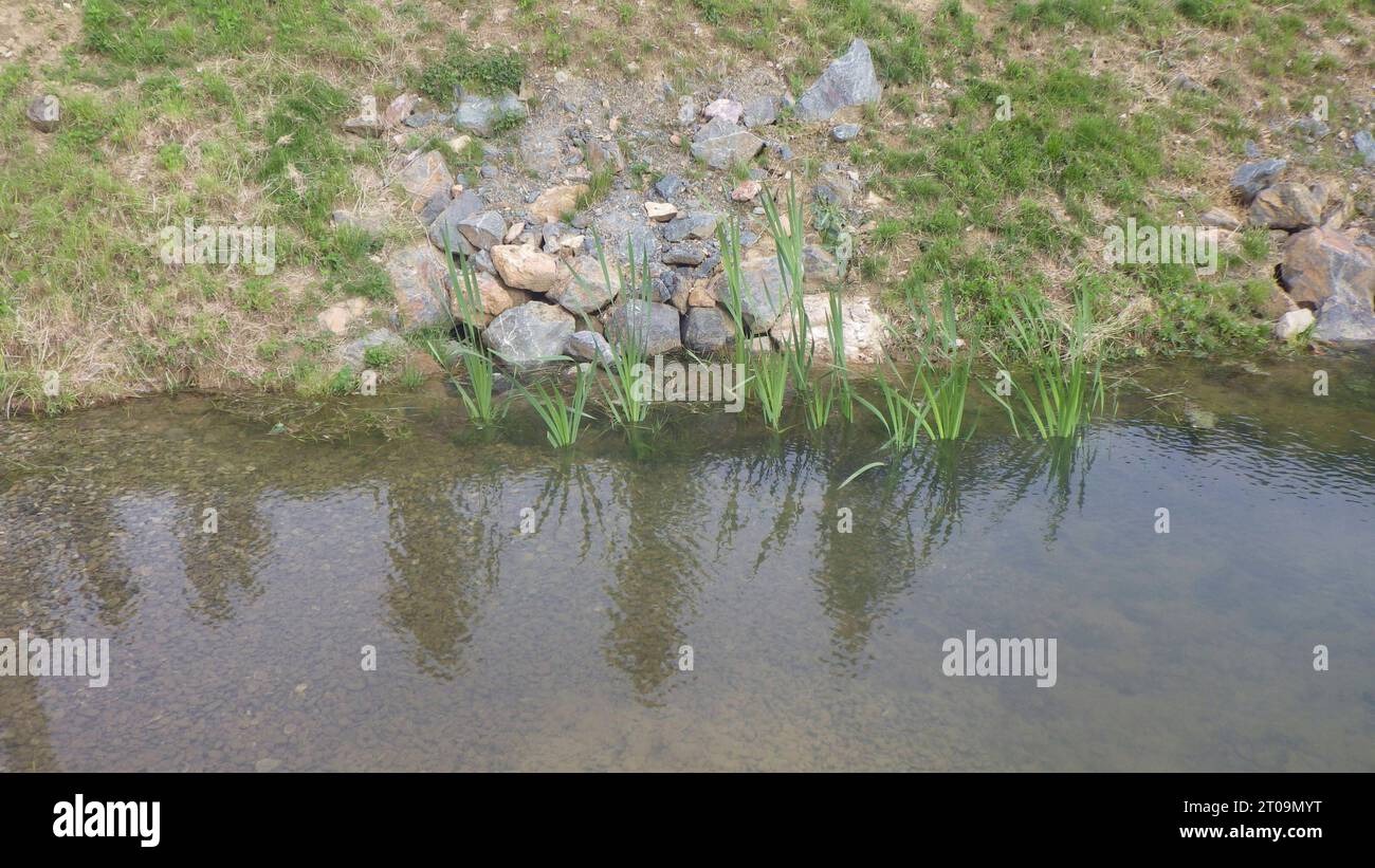 Costruzione di laghetti per la progettazione di giardini acquatici stagno e paesaggio naturale credito: Imago/Alamy Live News Foto Stock