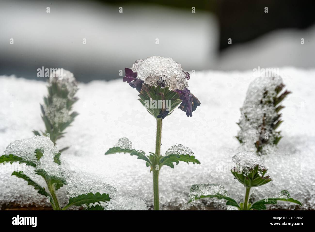 Giovani piante che avanzano attraverso la neve Foto Stock